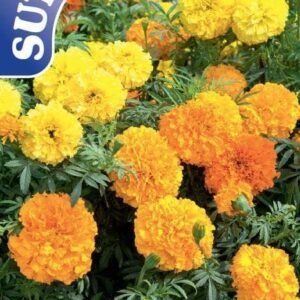 Sutton Seeds - Marigold African Seeds - Crackerjack Mix