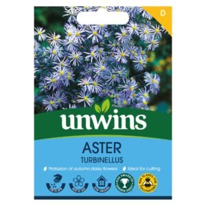 Unwins Flower Aster turbinellus - 50 Seeds