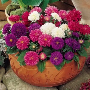 Aster Asteroid Mixed Seeds