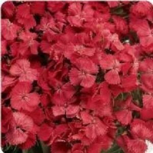 Sweet Wiliam Dianthus Sweet Coral F1 Hybrid Seeds - Reduced due to short date
