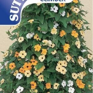 Sutton Seeds - Black-Eyed Susie Seeds