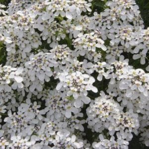 Wild Flower Wild Candytuft Iberis amara Seeds