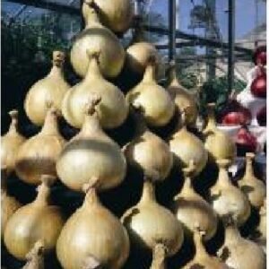 Onion - Mammoth Improved - 10 Seeds