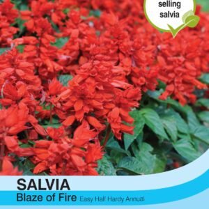 Thompson & Morgan Salvia Blaze Of Fire 100 Seed