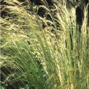 Siberian Steppe Stipa Lessingiana Seeds