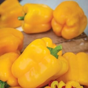 Pepper - Sweet Afterglow Seeds