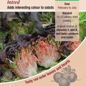Kings Seeds Lettuce Intred 200 Seeds