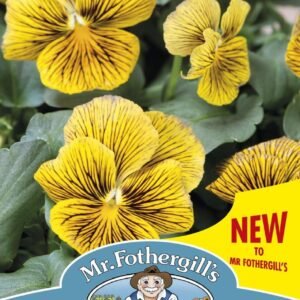 Mr Fothergills Viola Network Improved 50 Seeds
