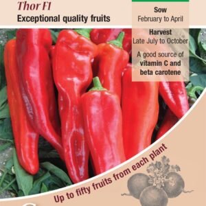 Kings Seeds Sweet Pepper Thor F1 - 7 Seeds