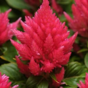 Celosia Ice Cream - Pink Seeds