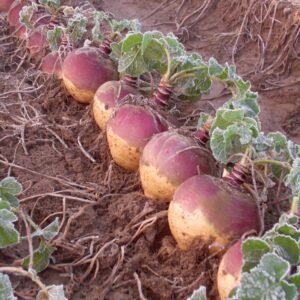 Swede Tweed F1 Hybrid Seeds