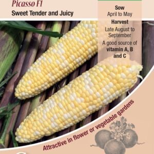 Kings Seeds  Sweet Corn Picasso F1 Seeds