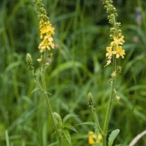 Wild Flower Common Agrimony agrimonia Seeds