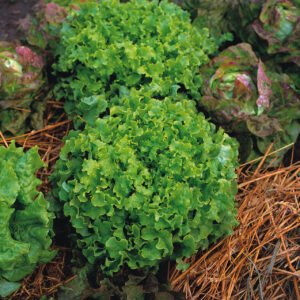 Lettuce Green Salad Bowl Seeds