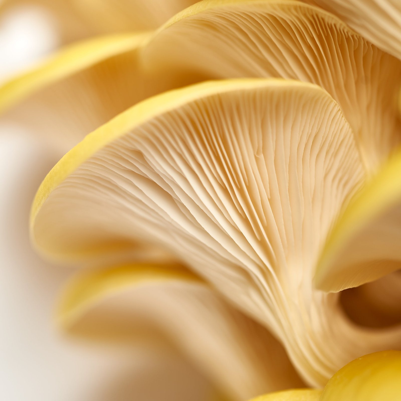 1UrbanFarm-It_MushroomGrowKit_GoldenOyster_9_c14aeec9-53b9-4924-8990-47f0f2642b3c.jpg