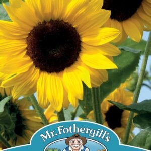 Mr Fothergills - Flower - Sunflower - Soleo F1 - 20 Seeds