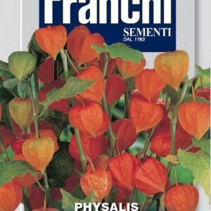 Franchi Seeds of Italy - Flower - FDBF_ 342-50 - Physalis Franchetti - Seeds