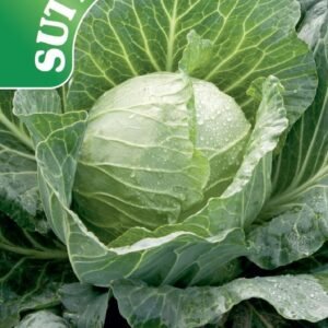 Sutton Seeds - Cabbage Seeds   F1 Sunta