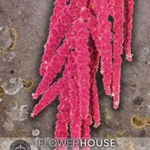 Thompson & Morgan Kew Flower Amaranthus caudatus - 2500 Seeds