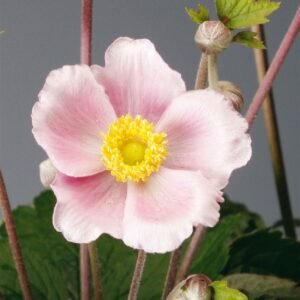 Anemone hupehensis Pink Saucer Seeds