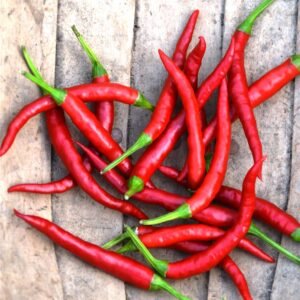 Chilli Pepper Hot Damian Seeds