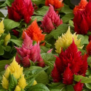 Celosia Ice Cream - Mixed Seeds
