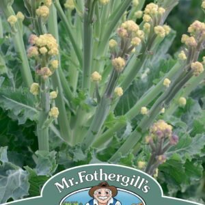 Mr Fothergills - Vegetable - Broccoli - White Sprouting Burbank F1 -  Seeds
