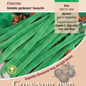 Kings Seeds Runner Bean Enorma 45 Seeds