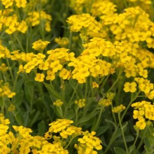 Aurinia saxatilis Gold Rush Seeds