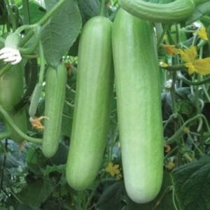 Cucumber Delistar Seeds