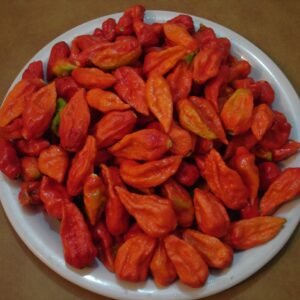 Pepper Bhut Jolokia Seeds