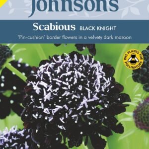 Johnson Seeds - Flower - Scabious Black Knight - 50 Seeds