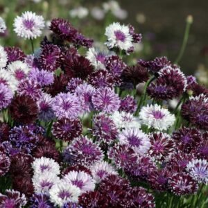 Cornflower Classic Magic Seeds