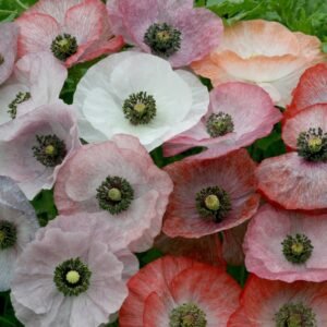 Papaver Rhoeas Mother Of Pearl Seeds