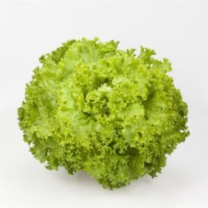 Organic Batavia Lettuce Tourbillon RZ (8156) Seeds
