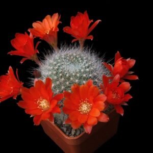 Cactus - Aylostera fiebrigii Seed