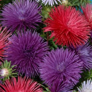 Aster Starlight Mixed Seeds