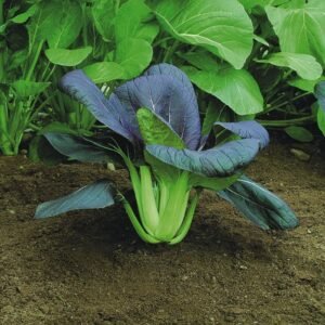 Pak Choi Red F1 Hybrid Seeds