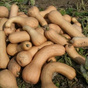 Squash Ultra F1 Hybrid Seeds