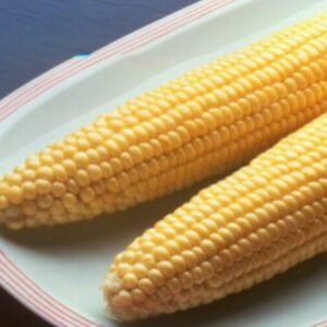 Sweet Corn  Bodacious F1 Hybrid Seed