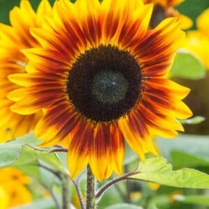 Sunflower Helios Flame F1 Hybrid Seeds