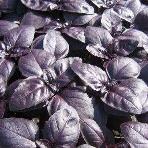 Basil Crimson King Seeds