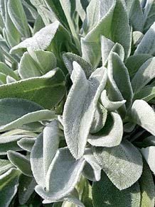 Lambs Ear - Stachys byzantina Seeds