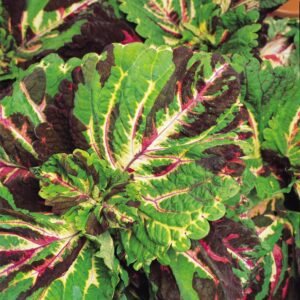 Coleus Kong Mosaic Pelleted Seeds
