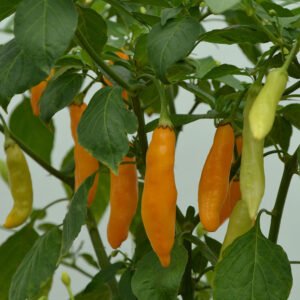 Pepper (Chilli) Madre Vieja Seeds