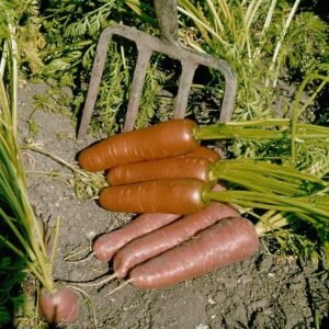 Organic Carrot Flyaway Seeds