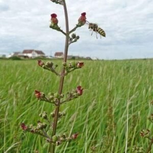 Wild Flower Water Figwort Scrophularia auriculata Seeds