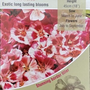 Kings Seeds  Godetia Azalea Flowered Seeds