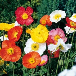Papaver Spring Fever Mix Seeds