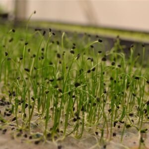 Microgreens Baby Leaves Garlic Chives Seeds
